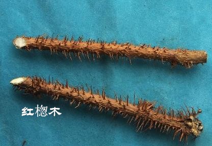 红楤木能长多大,红楤木生长在哪个地区