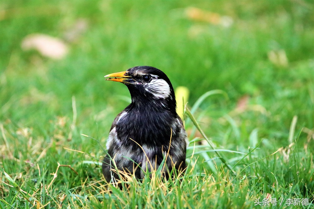 灰掠鸟大餐白土蚕