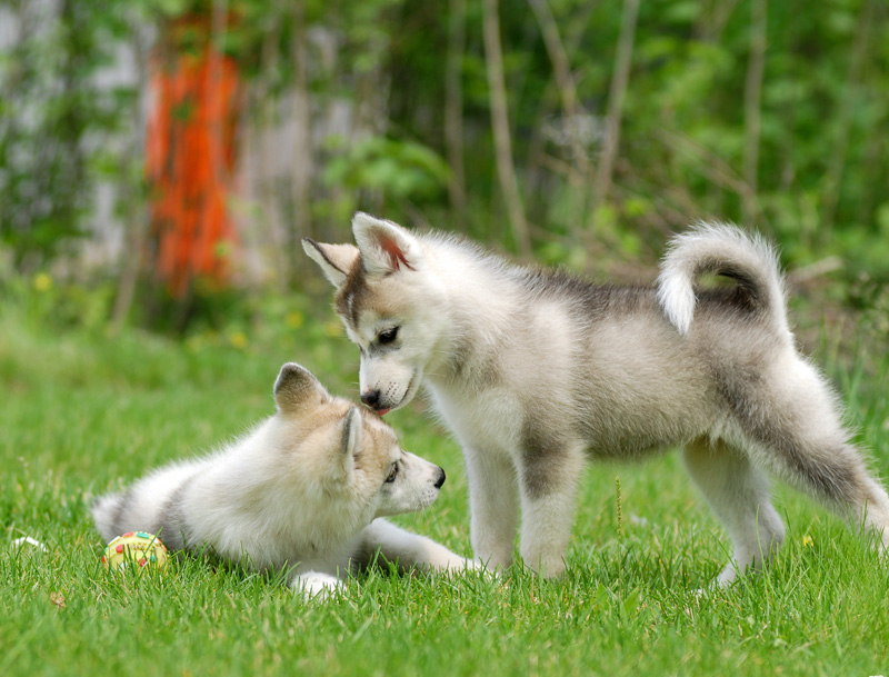西伯利亚雪橇犬哈士奇领头犬,哈士奇西伯利亚雪橇犬奔跑视频