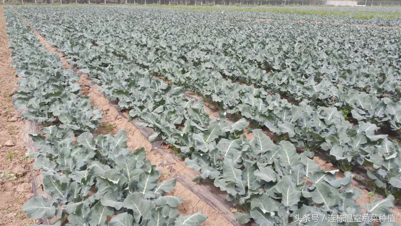 西兰花坏了是怎么样的,西兰花损耗大的原因