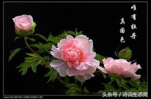 唐宋大咖之网红李白的“京漂”岁月（下）