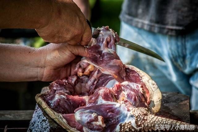 一家美国网站上关于“鳄龟”的做法，看了你还会放生吗？