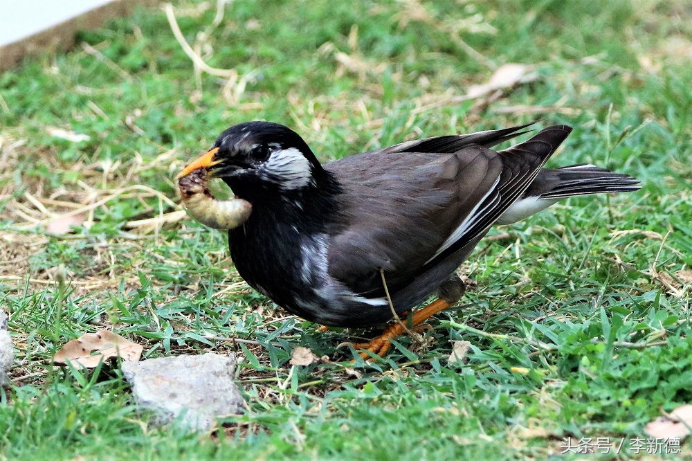 灰掠鸟大餐白土蚕