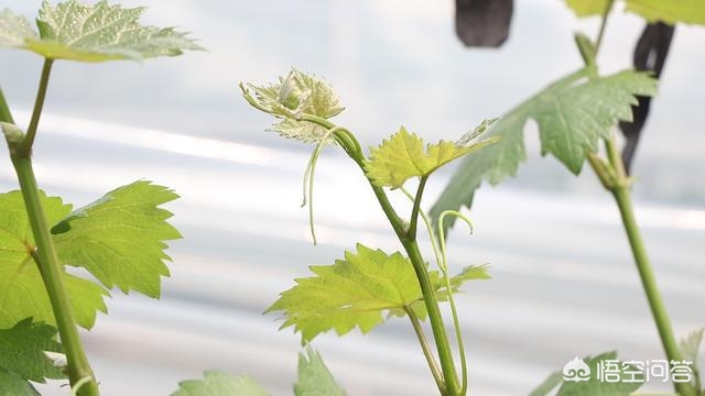 葡萄树长势弱有什么好办法,葡萄苗长势弱怎样办