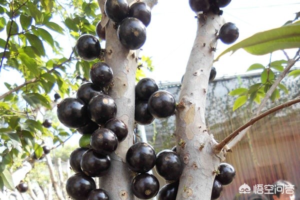 山竹为什么很贵科普,山竹口感作用