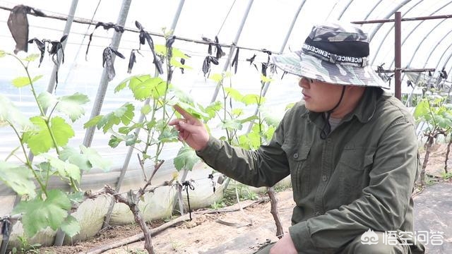 葡萄树长势弱有什么好办法,葡萄苗长势弱怎样办