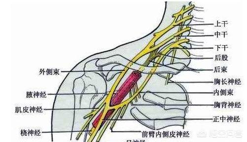 单纯的手指尖麻木是什么病兆,七种疾病早期症状
