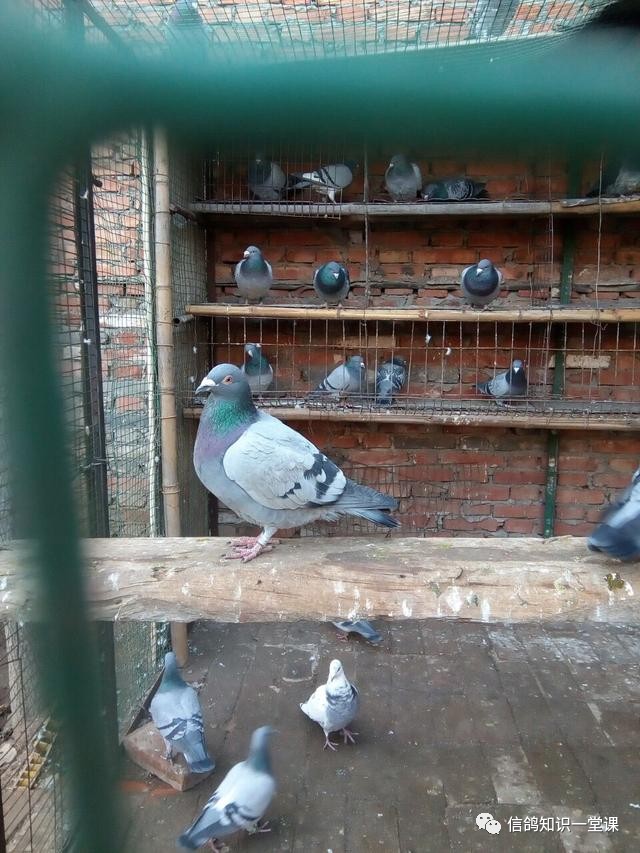 鸽子挑食甩食怎么治疗,防止鸽子甩食的最好方法