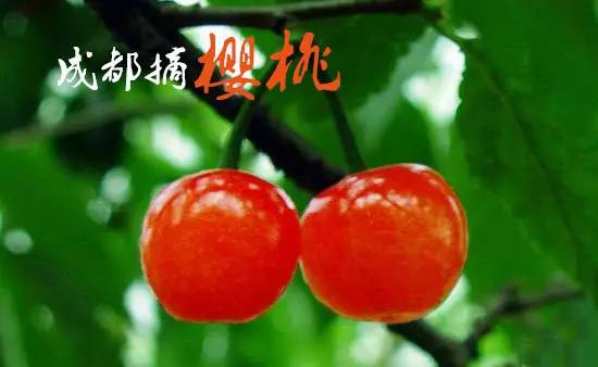 成都龙泉樱桃采摘地点附近,成都樱桃枇杷都能摘的地方