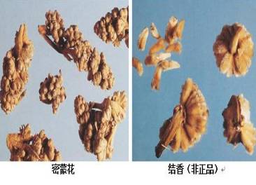 中药蒙花介绍,中药蒙花是啥