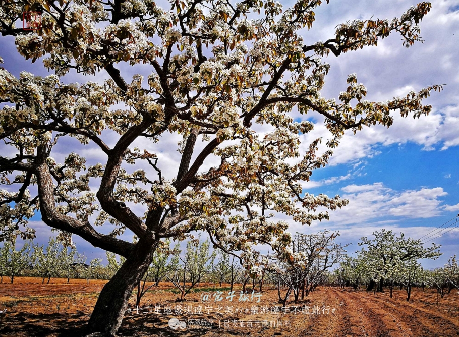 闾山四月梨花似海，源于大朝阳梨花老祖