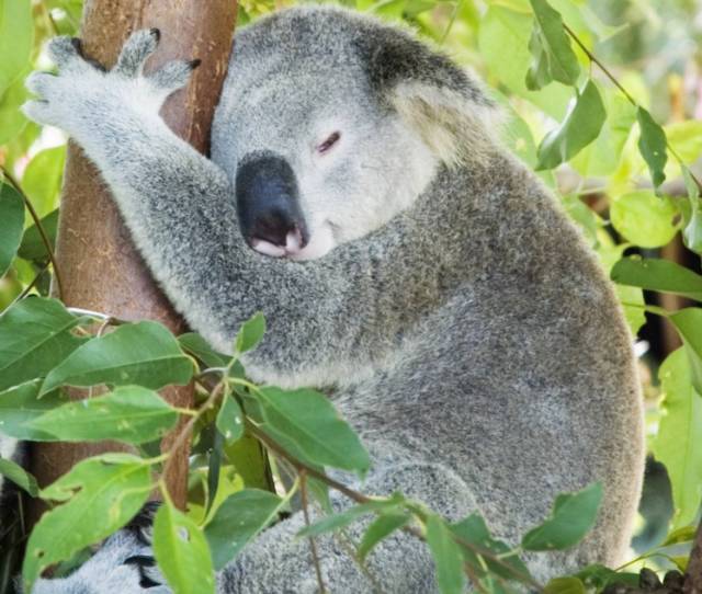 树袋熊爱睡觉,树袋熊助睡眠