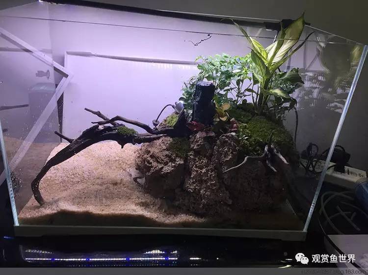 原生水陆缸开缸过程,超美摄影师