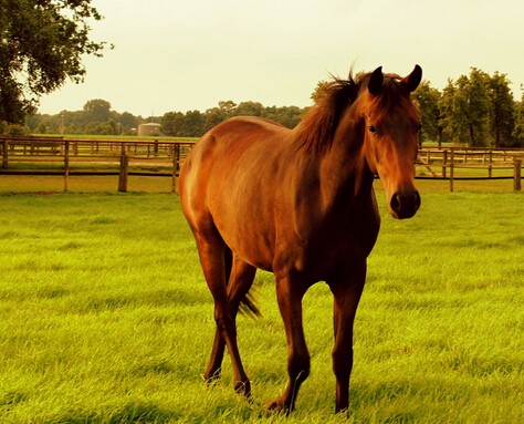 各生肖今天的运势及运程,今年的各个生肖的运势图