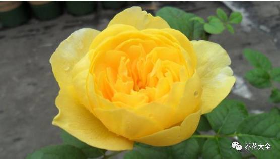 最美最高端的30款月季 (十种绝美的月季)