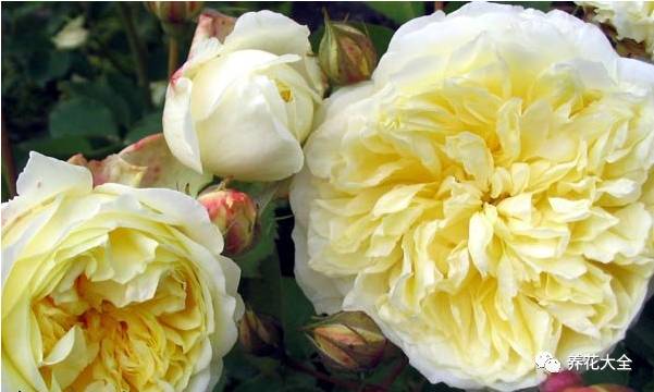 最美最高端的30款月季 (十种绝美的月季)