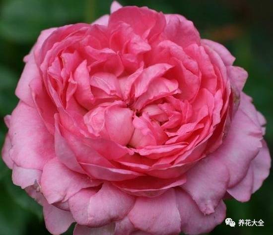 最美最高端的30款月季 (十种绝美的月季)