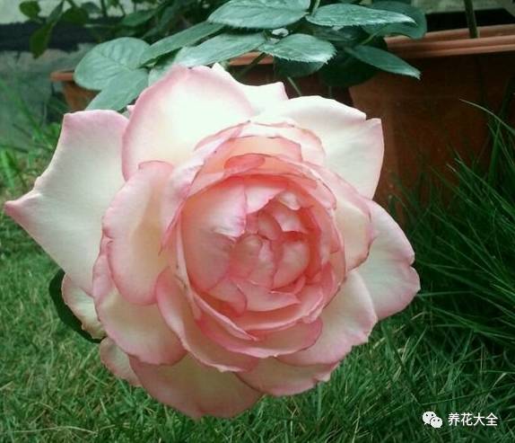 最美的十款月季品种推荐 (十种绝美的月季)