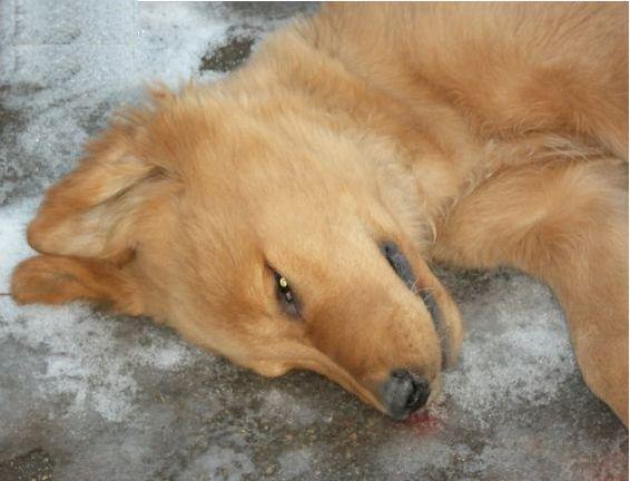 狗中暑喝藿香正气水可以吗,狗中暑了怎么办最快解决方法