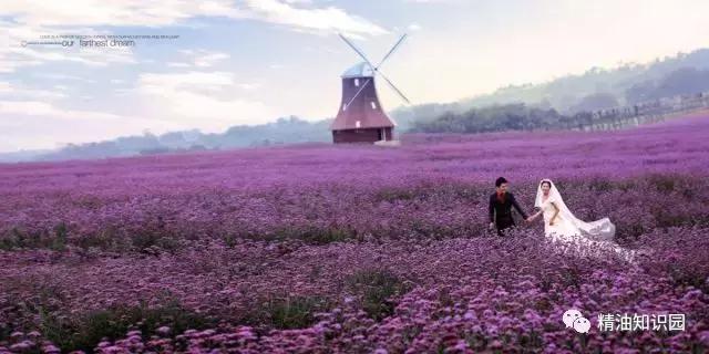 焦虑症用什么精油好,抑郁焦虑症用什么精油