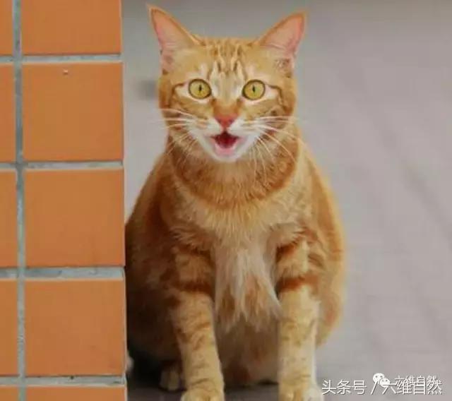 土猫宁愿晒太阳，也懒得理主人的呼唤