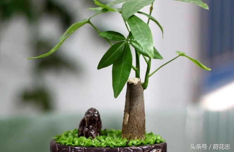 真正发财树和仿真发财树的区别,真正的发财树是什么样的呢