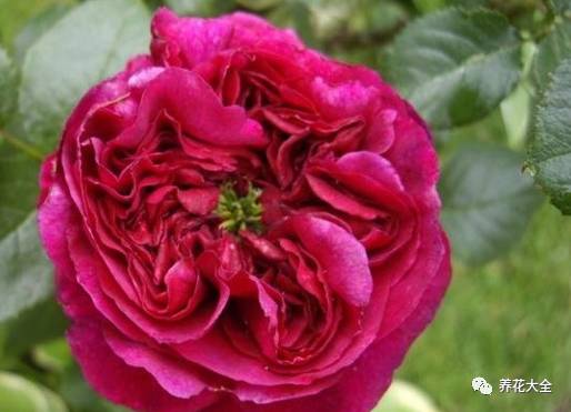 最美的十款月季品种推荐 (十种绝美的月季)