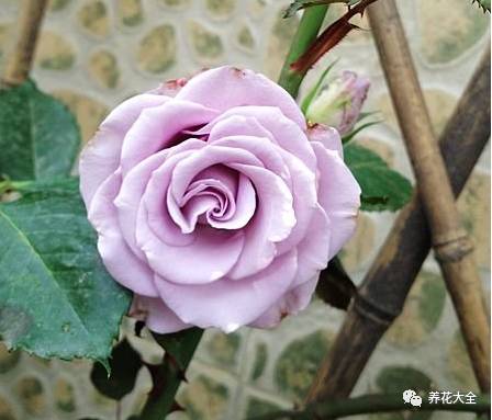 最美最高端的30款月季 (十种绝美的月季)