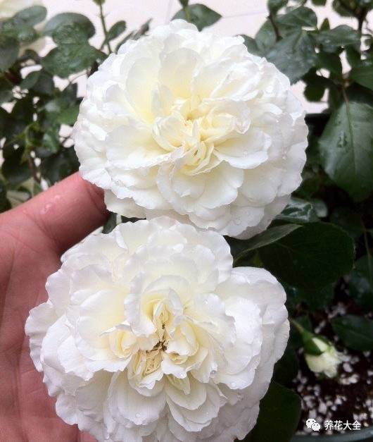 最美的十款月季品种推荐 (十种绝美的月季)