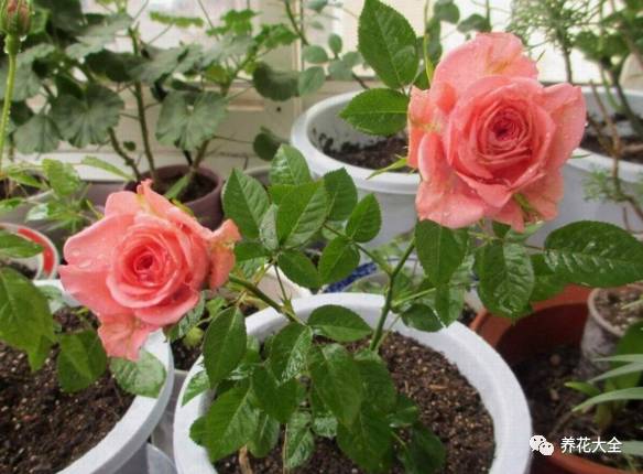 最美最高端的30款月季 (十种绝美的月季)