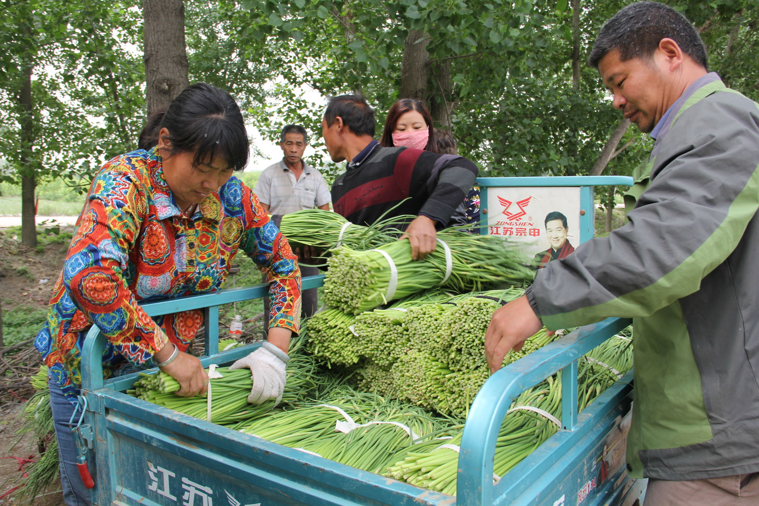 河南蒜薹最新消息,河南蒜薹滞销