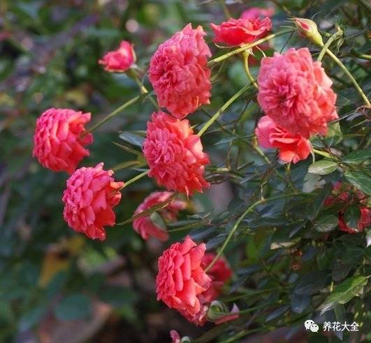 最美最高端的30款月季 (十种绝美的月季)