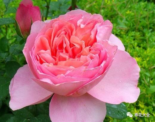 最美的十款月季品种推荐 (十种绝美的月季)