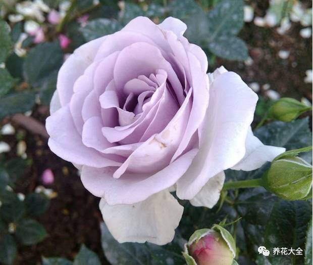 最美的十款月季品种推荐 (十种绝美的月季)