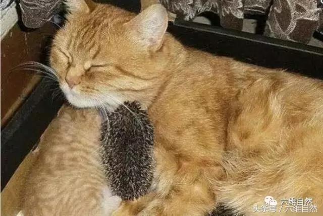 黄猫爱心爆棚，竟将小刺猬和小猫一起供养