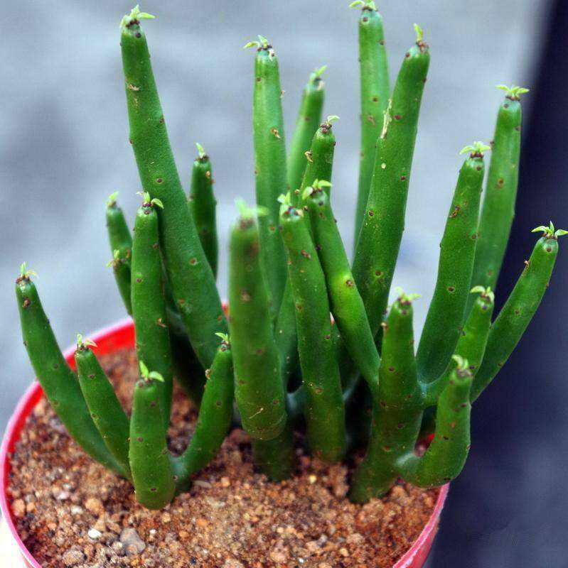 多肉植物光棍树有毒吗,多肉植物光棍树怎么养