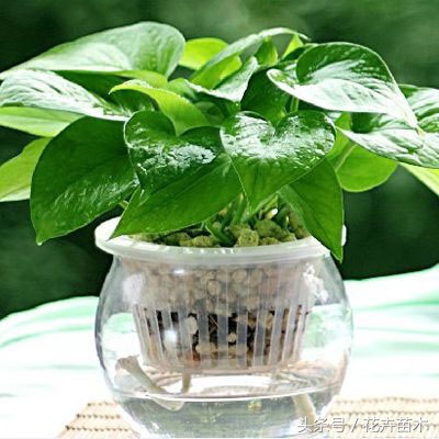 柱子绿萝栽培,绿萝栽培技术和管理论文