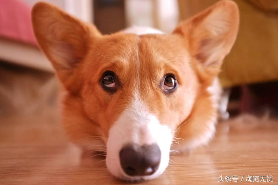 狗狗出售成本多少,狗狗卖出去注意事项