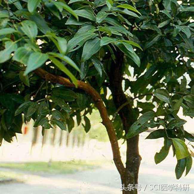 科研新发现：吃肉桂可以提高人的学习能力