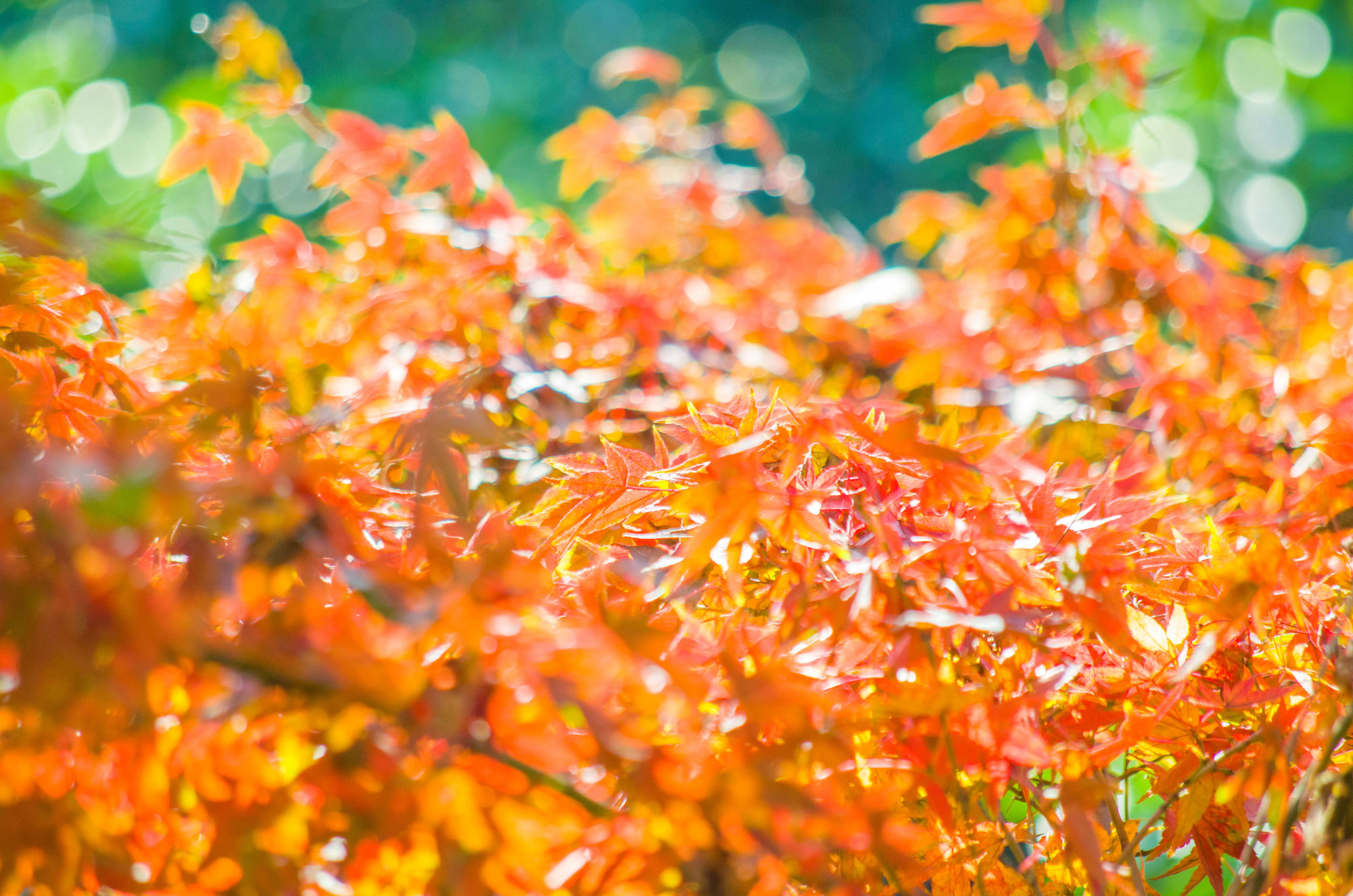 摄影小白推荐相机300左右,拍照好的长焦镜头推荐