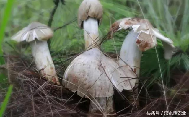 安康最正宗的食物,安康必吃的美食排行榜