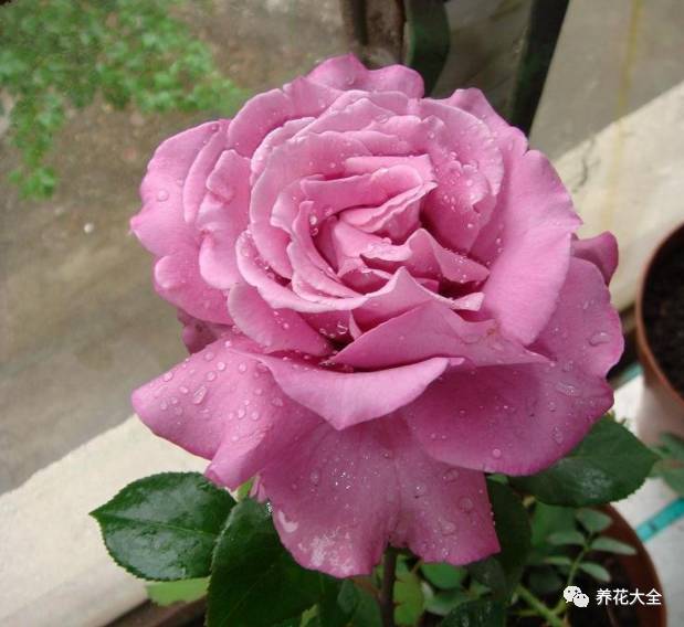 最美最高端的30款月季 (十种绝美的月季)