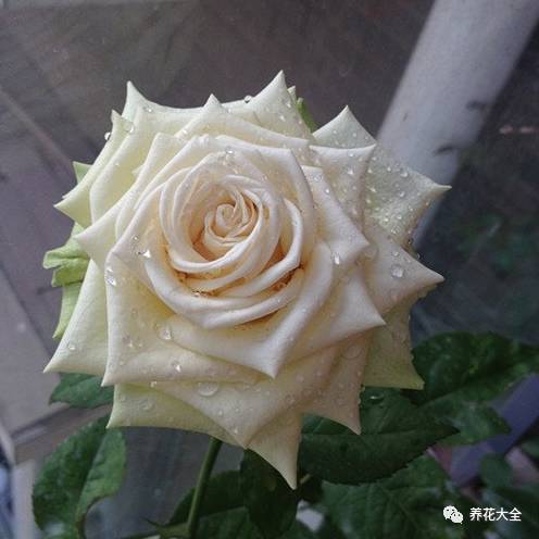 最美最高端的30款月季 (十种绝美的月季)