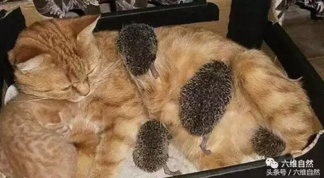 黄猫爱心爆棚，竟将小刺猬和小猫一起供养