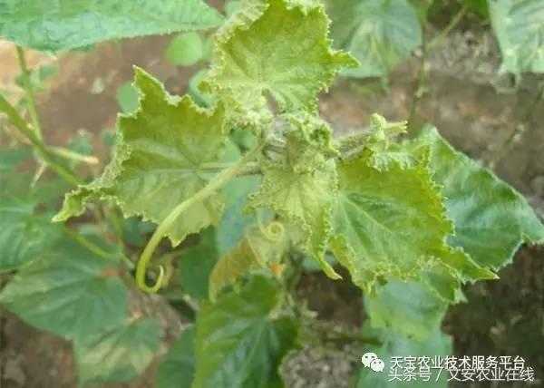 农作物病毒病防治药剂,病毒病防治讲解