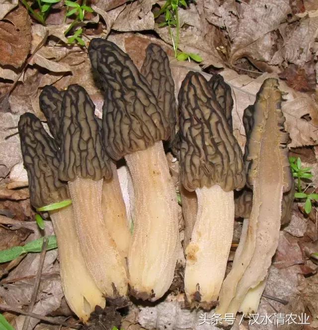 安康最正宗的食物,安康必吃的美食排行榜