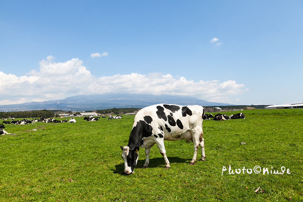 澳门航空空姐游东京 富士山下遇见最美的樱花