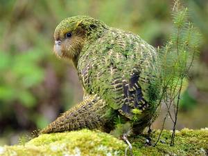 世界上有一种鸟永远不会落地,这世界上有一种鸟笨鸟先飞