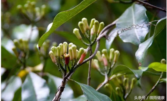 有一种花，90%的人都认错了，中药里可不用它，别再乱说了