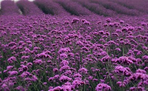 最美318国道视频,最美318四川段介绍